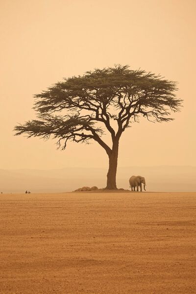 Safari