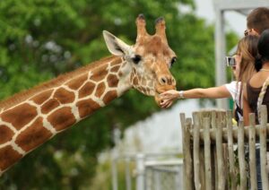 Giraffe Centre Nairobi