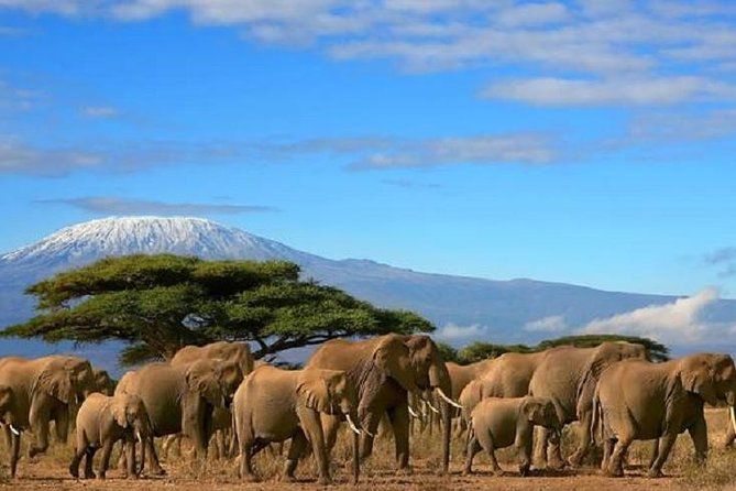 Kenya Safari + Villa avec piscine privée