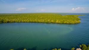 Mangroves de Gazi